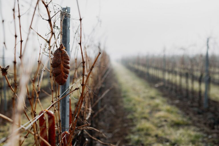 Vina Belje svečano obilježila početak nove vinogradarske i turističke godine