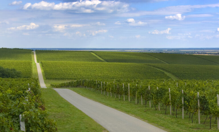Vina Belje zasadila nove vinograde u Baranji