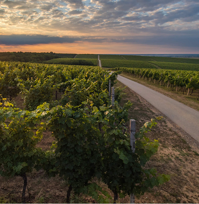 Vinogradi